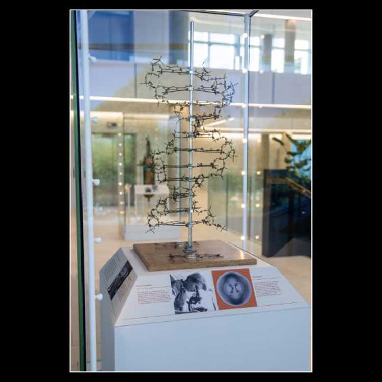 Image: Model of the double helix structure of DNA.