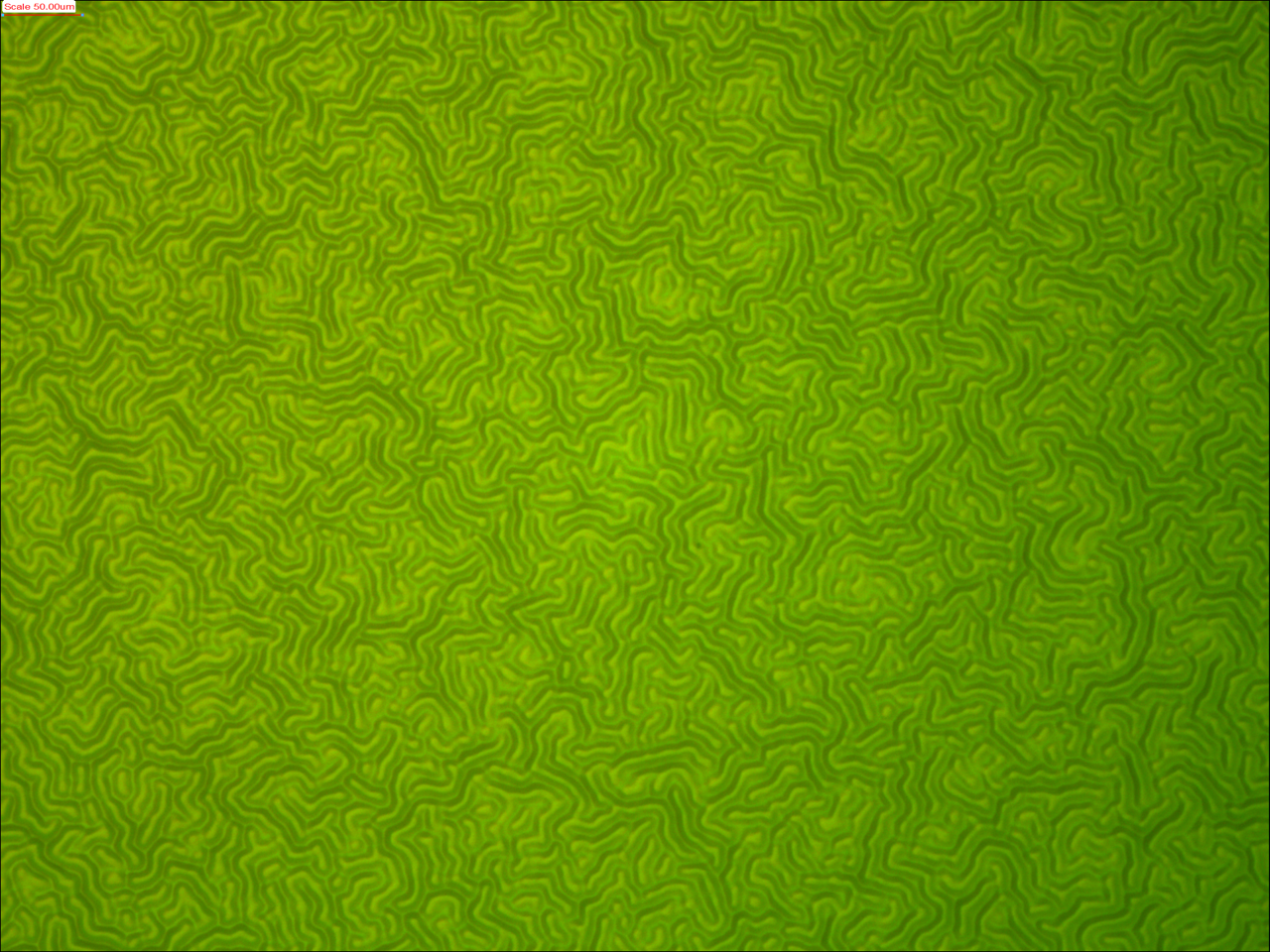 Wrinkles, by Elliot Goldberg