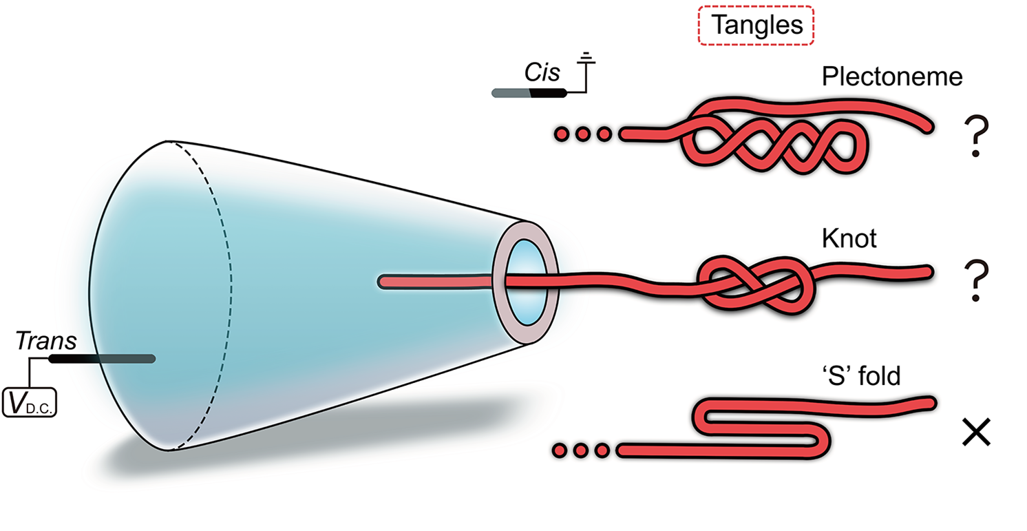Graphich illustration of three possible DNA structures inside the nanopore. 