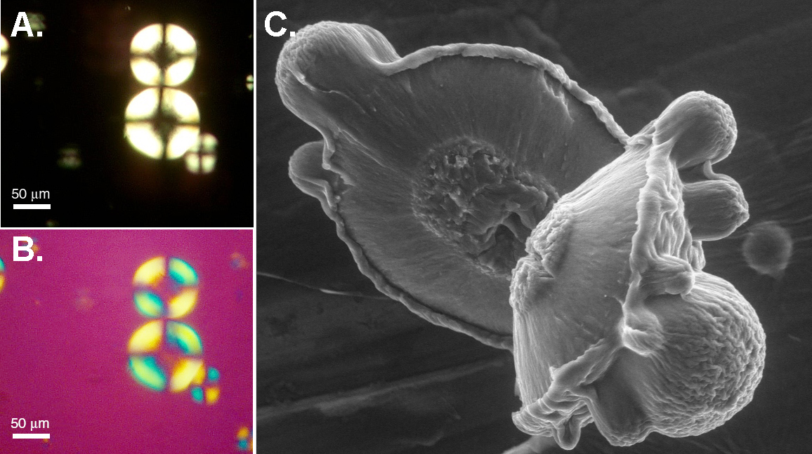 Composite image of microscopic images